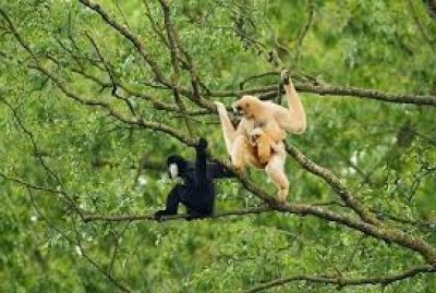 CUC PHUONG NATIONAL PARK TOUR