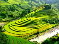 thumb_200x200_ruong_lao_chai.jpg