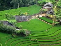 thumb_200x200_sapa2.jpg