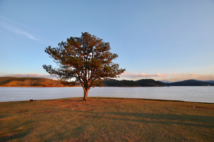 Da Lat cay thong co don