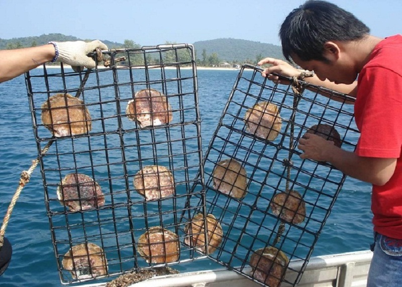 co-so-nuoi-cay-ngoc-trai