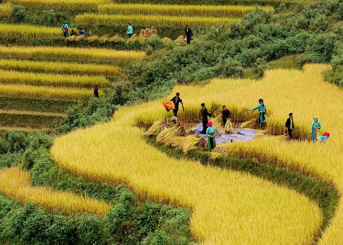sapa 4