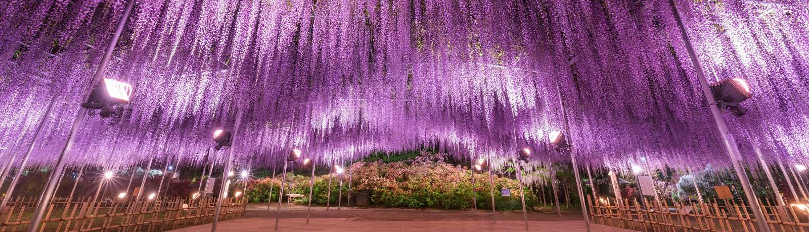 NHẬT BẢN: TOKYO - KAWAGUCHIKO - FUJI - NAGOYA (Hoa tử đằng, 6 ngày)