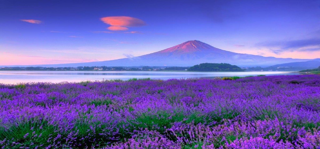 TOKYO - FUJI - NAGOYA - KYOTO - OSAKA: MÙA HOA OẢI HƯƠNG (KS 4*, 5 ngày, tháng 6)