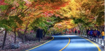 HÀN QUỐC: BUSAN - SEOUL - NAMI ISLAND - 5N4Đ