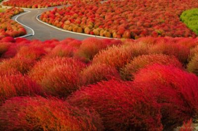 NHẬT BẢN: NARITA – TOKYO – YAMANASHI - 5N4Đ