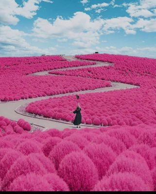 NHẬT BẢN: NARITA – TOKYO – YAMANASHI - 5N4Đ