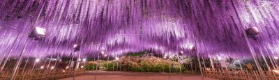 NHẬT BẢN: TOKYO - KAWAGUCHIKO - FUJI - NAGOYA (Hoa tử đằng, 6 ngày)