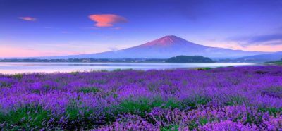 TOKYO - FUJI - NAGOYA - KYOTO - OSAKA: MÙA HOA OẢI HƯƠNG (KS 4*, 5 ngày, tháng 6)