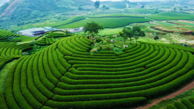 Mộc Châu - Mai Châu 4 ngày 3 đêm